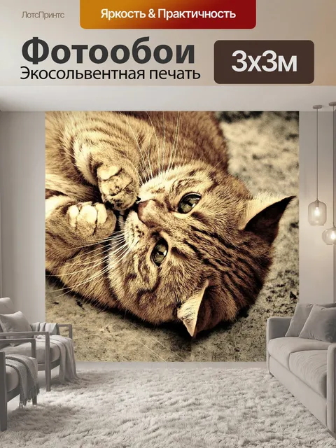 Фотообои Кот