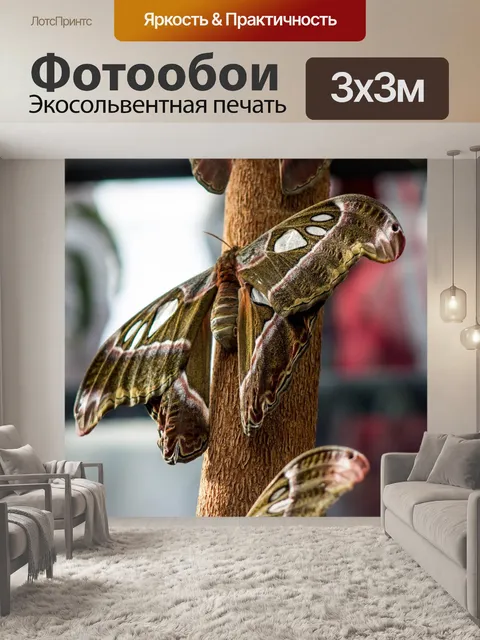 Фотообои Бабочка