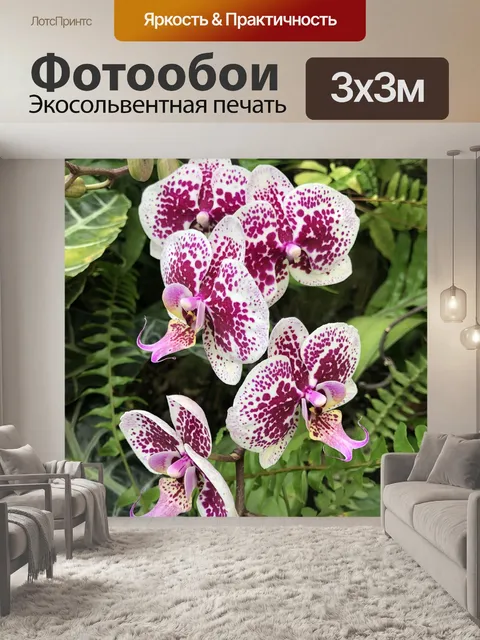 Фотообои Орхидеи