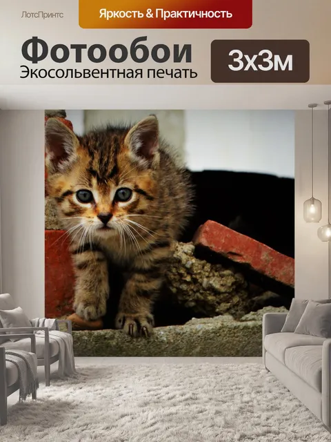 Фотообои Котенок