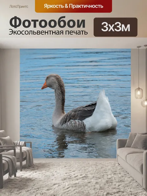 Фотообои Серый гусь на воде