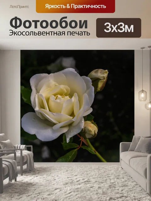 Фотообои Розы