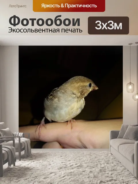 Фотообои Птица