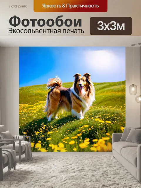 Фотообои грубая колли, стоящая на вершине зеленого холма, окруженная яркими цветами полевых растений и нежными лучами…