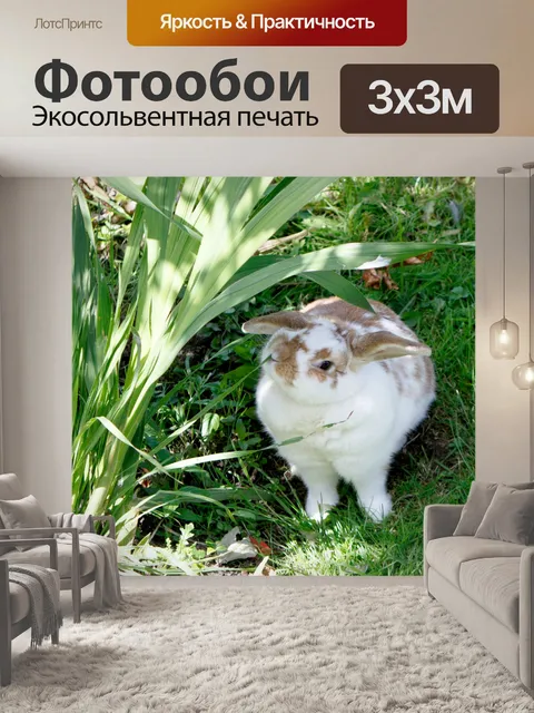 Фотообои Кролик