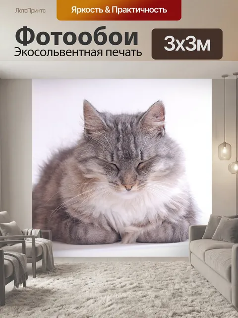 Фотообои Кот