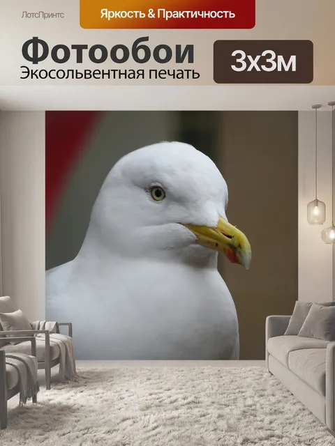 Фотообои Чайка Up Close