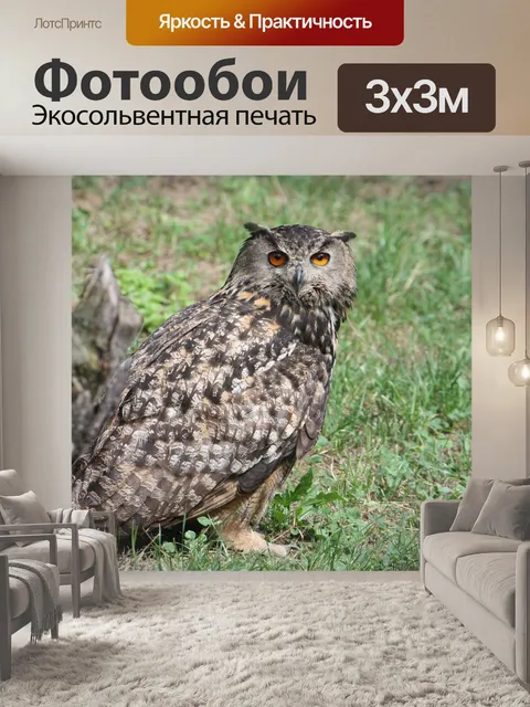 Фотообои Сова филин