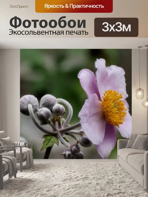 Фотообои Анемона японская