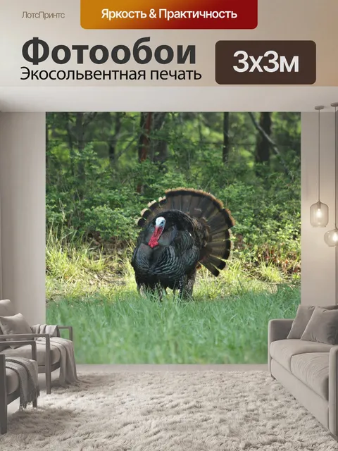 Фотообои Том Турция в поле зеленой страны