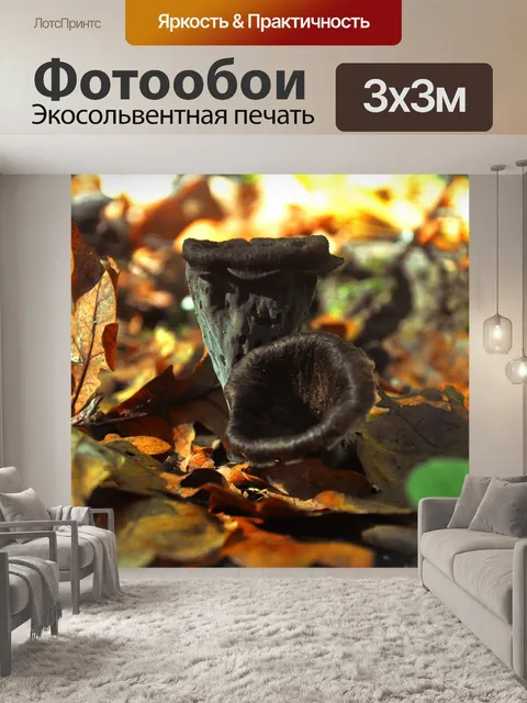 Фотообои Гриб