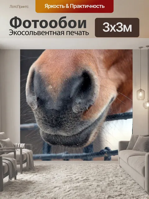 Фотообои Лошадь