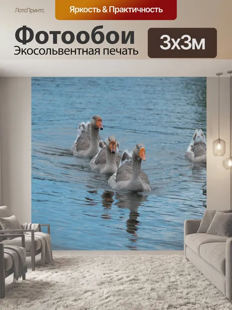 Фотообои Группа серых гусей