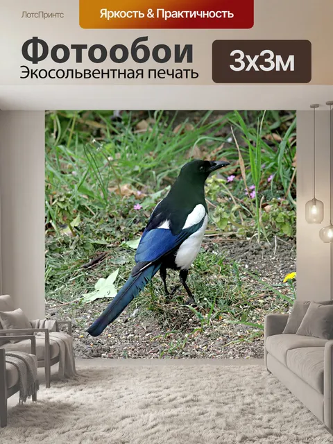 Фотообои сорока
