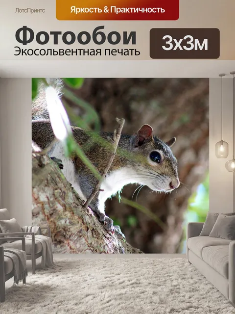 Фотообои Белка