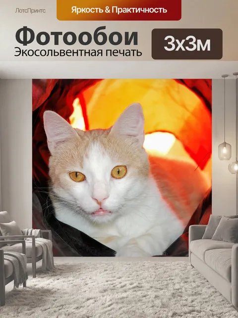 Фотообои Кошка