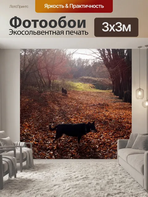 Фотообои Собака, лес