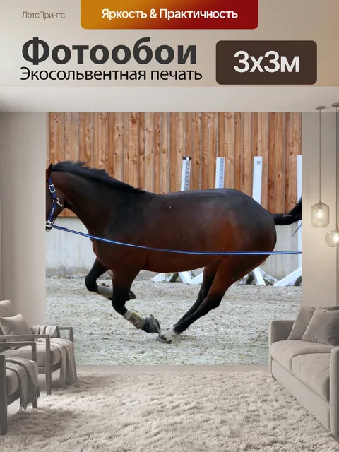 Фотообои Лошадь