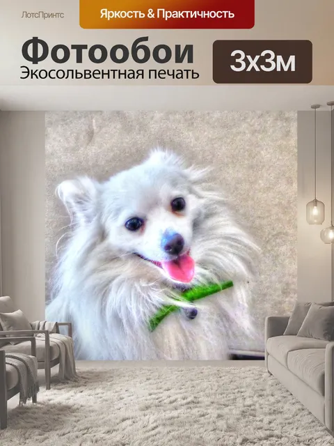 Фотообои Белая померанская собака