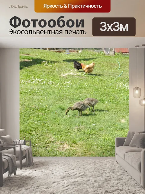 Фотообои Дрофы и куры 1