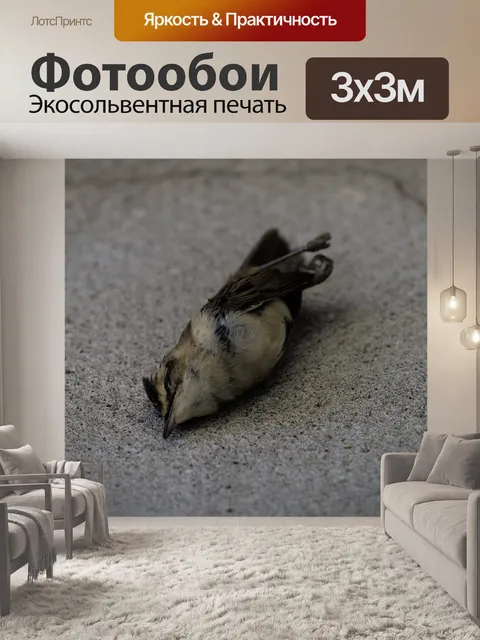 Фотообои Мертвая птица на земле