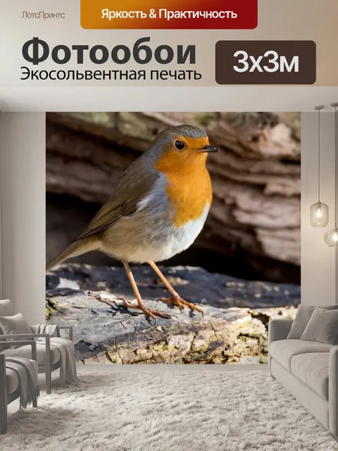 Фотообои Робин