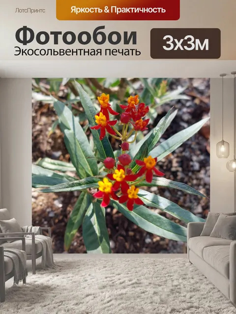 Фотообои Цветы растения молочая бабочка