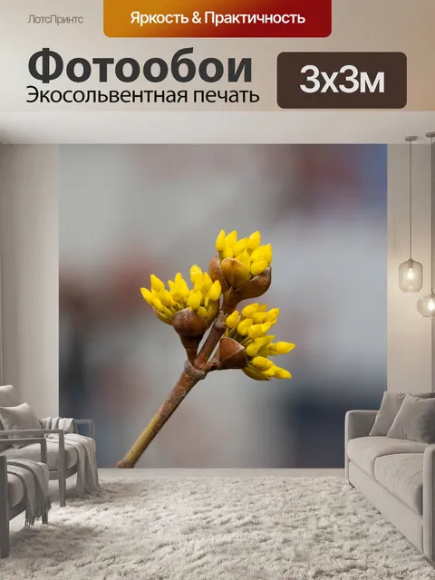 Фотообои Цветы