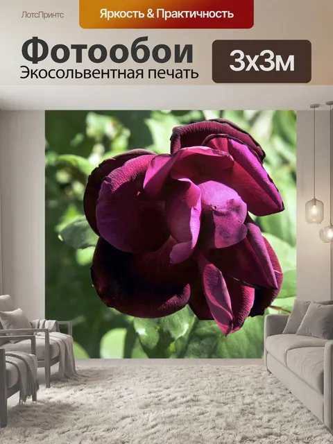 Фотообои Увядание Роза