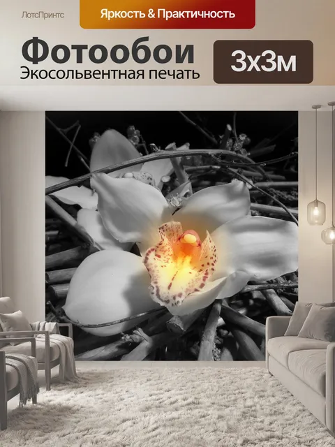 Фотообои Орхидея