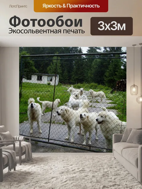 Фотообои Собака