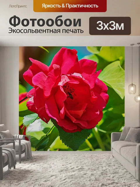 Фотообои Роза