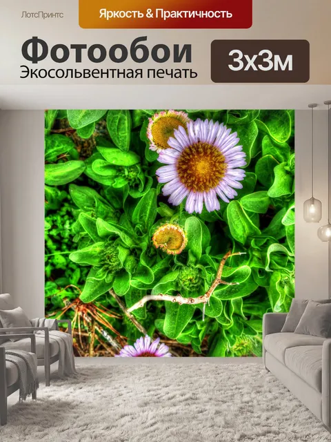 Фотообои Цветы ромашки