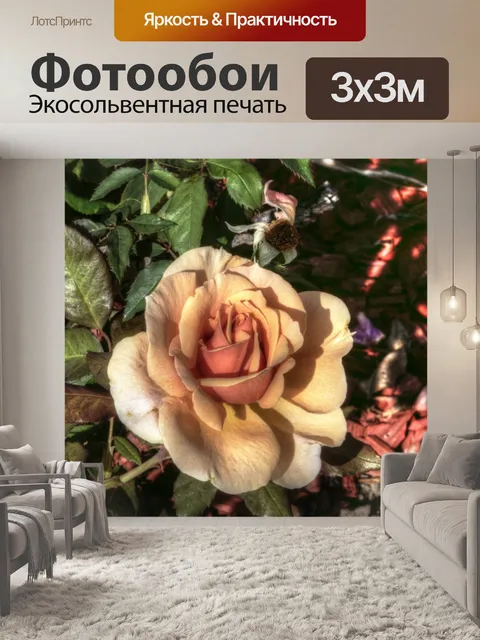 Фотообои Оранжевая роза