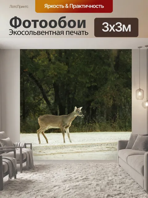 Фотообои Молодой олень в морозной траве