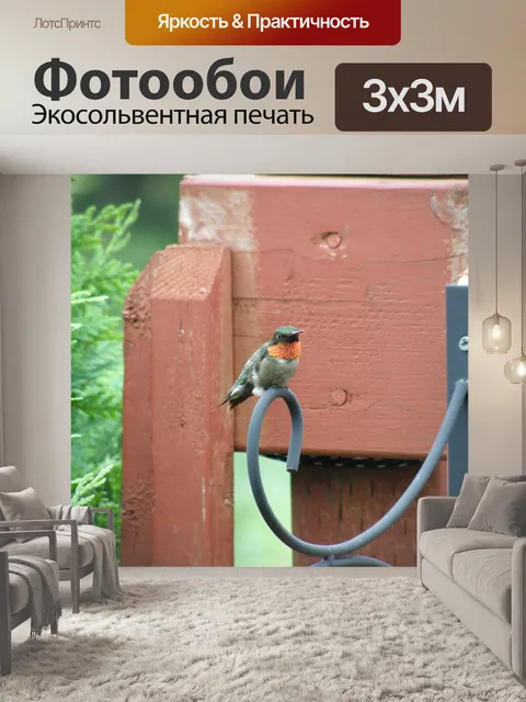 Фотообои Колибри