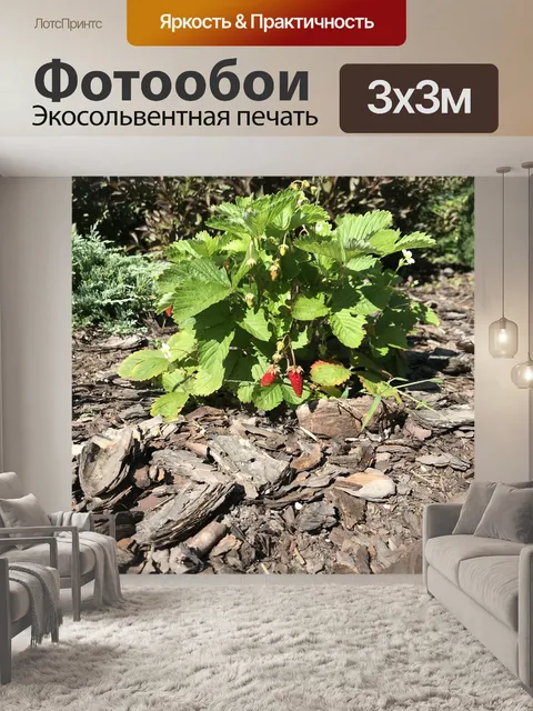 Фотообои Природа