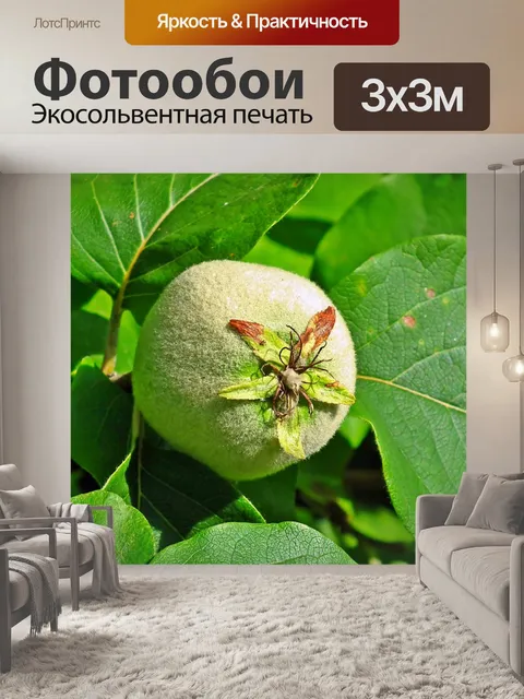 Фотообои Айва