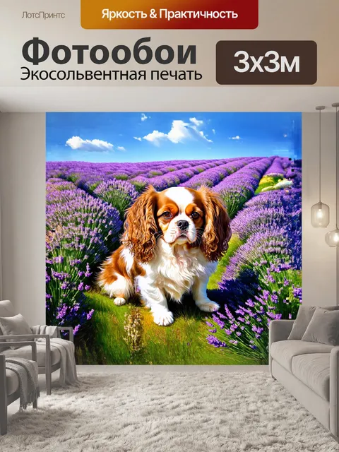 Фотообои кавалер кинг чарльз, обрамлённый цветущими лавандовыми полями, наполняет картину ощущением весны и свежести