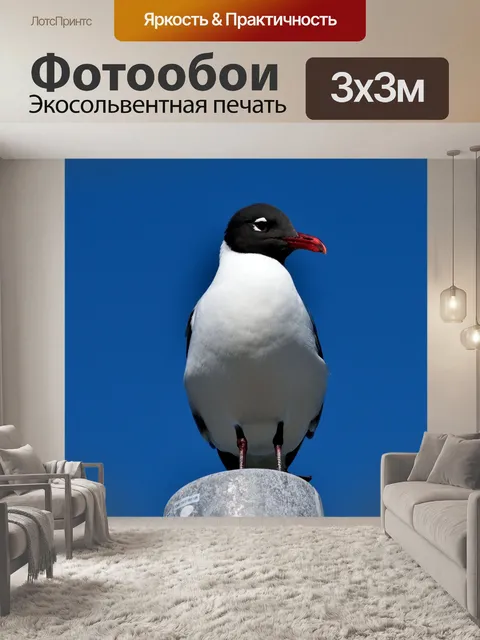 Фотообои Смеющийся чайка