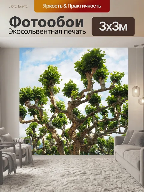 Фотообои Платан