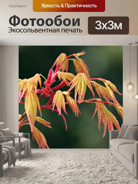 Фотообои Молодые листья Acer