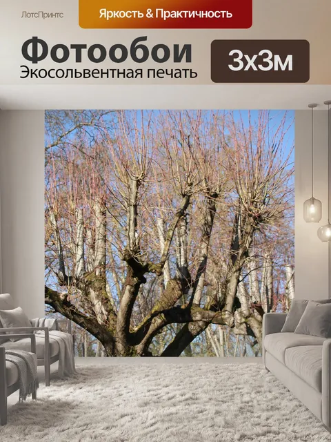 Фотообои Ветви
