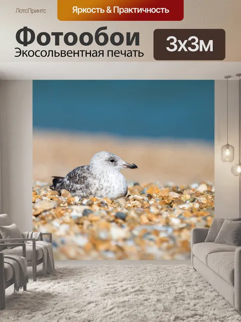 Фотообои Чайка сидит