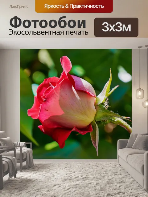 Фотообои Роза