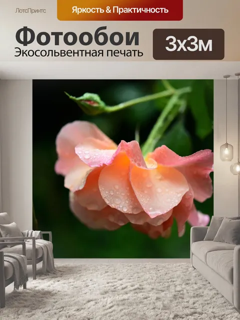 Фотообои Роза
