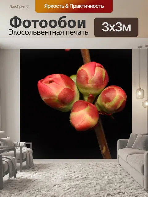 Фотообои Макрос
