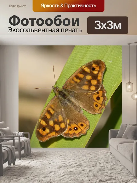 Фотообои Забор бункер бабочка