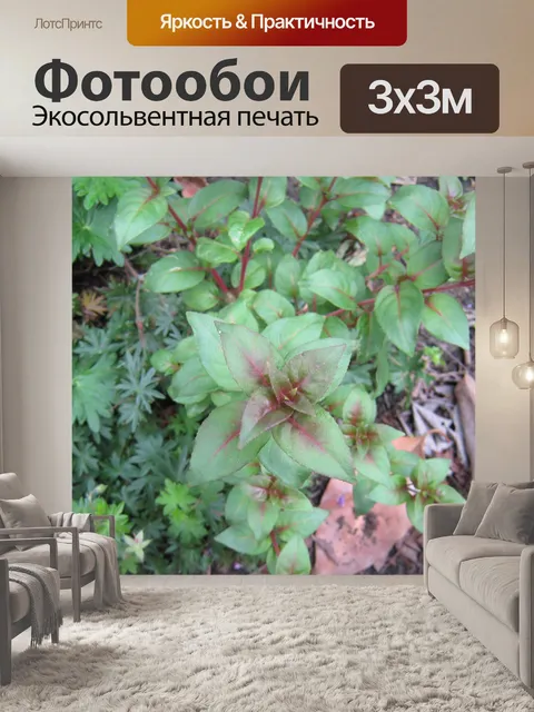 Фотообои Фуксия листья