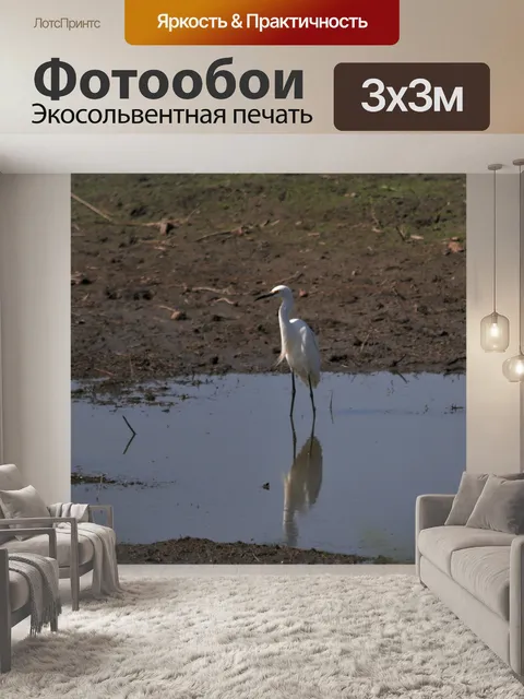 Фотообои Белая цапля